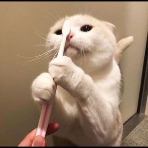 Meet your Posher, Yosselyn